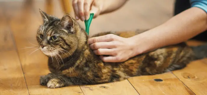 Cat Tick Prevention : Scientifically Protect Your Cat from Tick Infestation