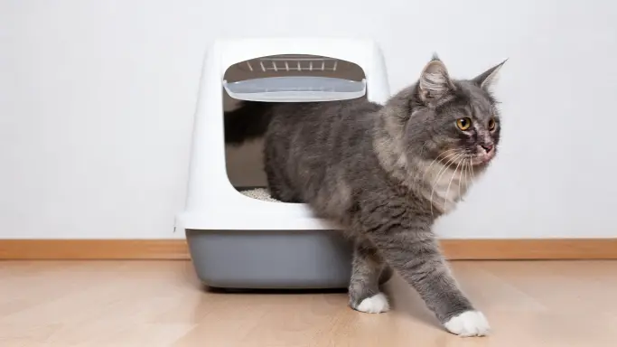 Solving Cat Litter Box Avoidance: Practical Guide